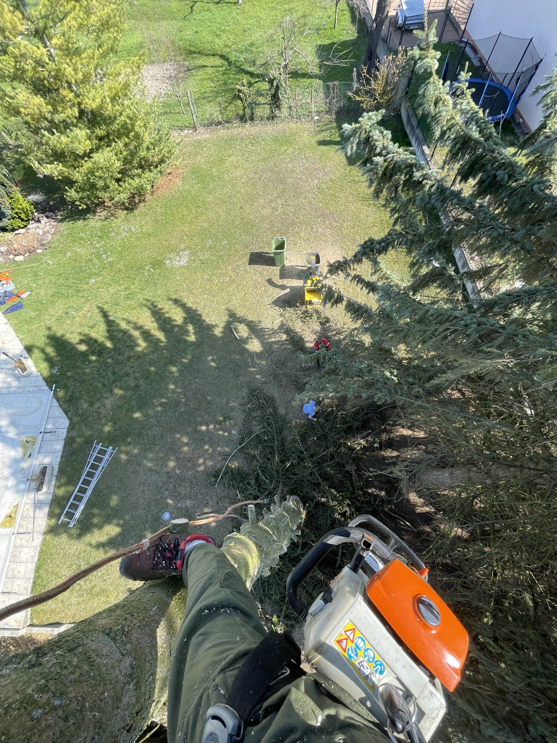 Abattage d’un sapin de 20m avec broyage des branches pour faire du paillage à petit-landau dans le Haut-Rhin