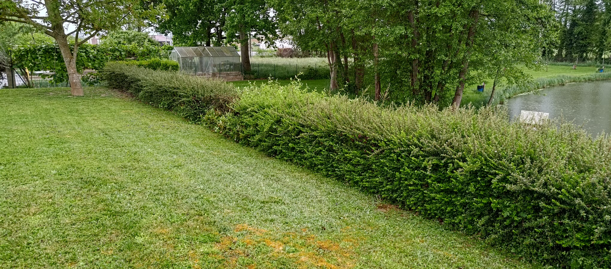 Taille de haie pour redonner de belles formes à Heimsbrunn près de Mulhouse