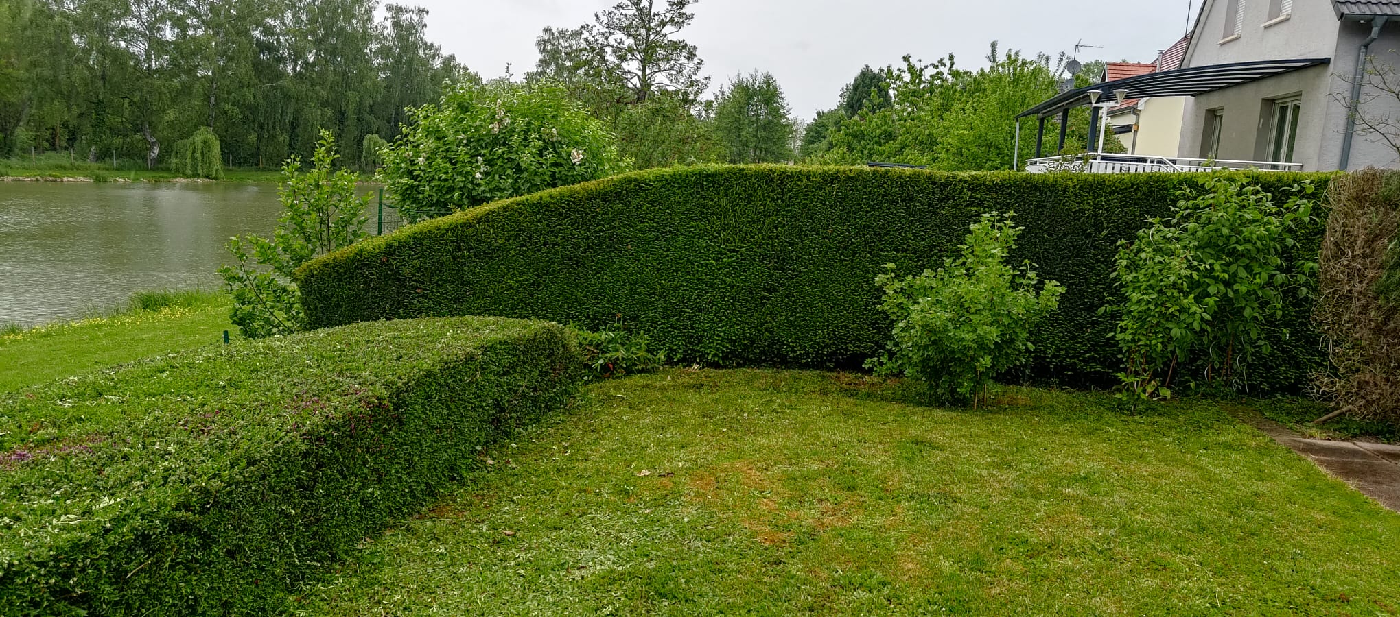 Taille de haie annuelle a Heimsbrunn près de Morschwiller-le-bas