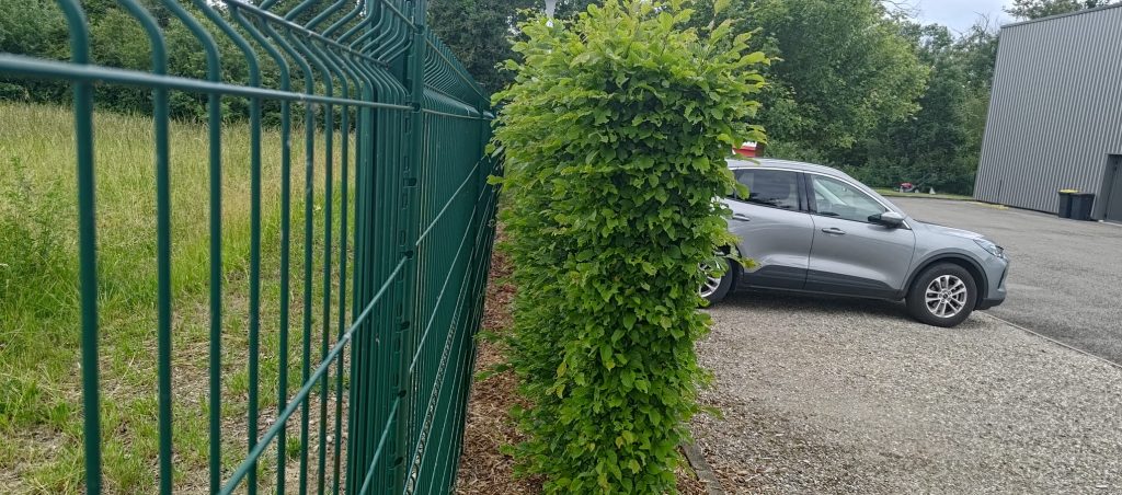 Taille de haie lors d’un contrat annuel à Ottmarsheim dans le 68
