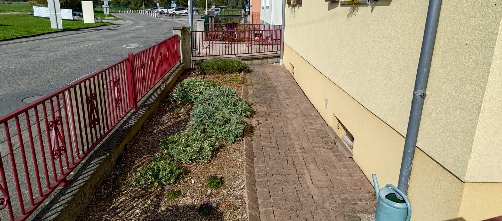 Taille des vivaces car l’hiver arrive à Rixheim près de Mulhouse