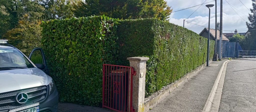 Taille de haie pour un maintien parfait à Brunstatt près de Mulhouse