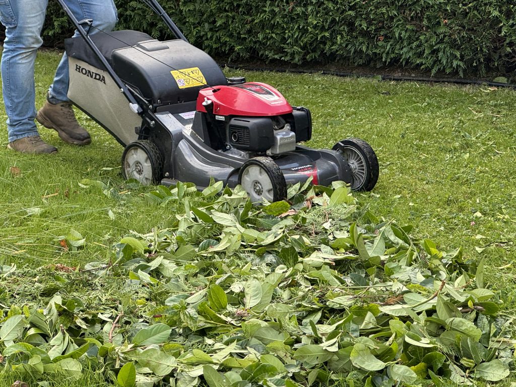 Jardinier à Colmar dans le Haut-Rhin : pour un jardin soigné toute l’année