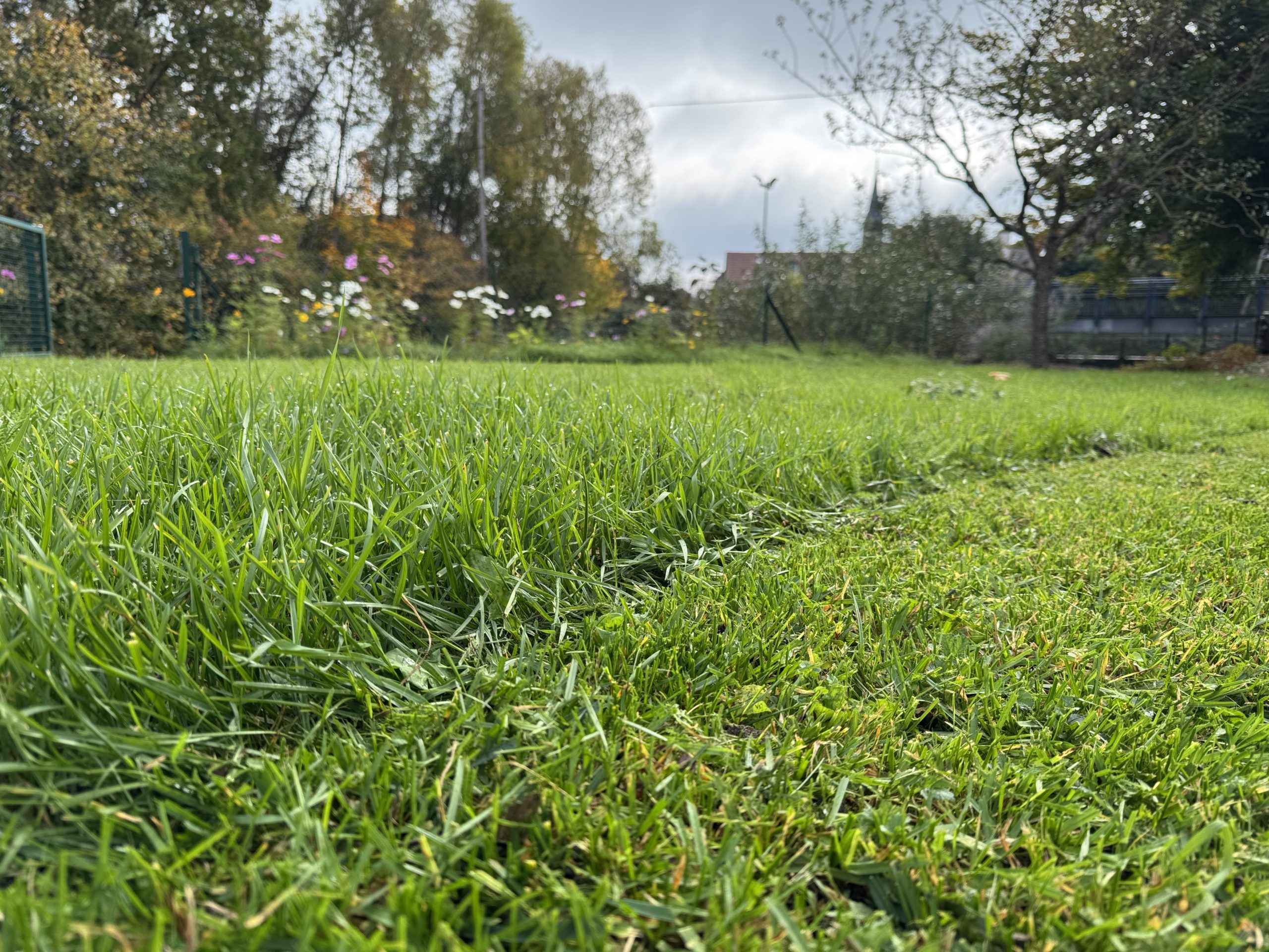 Tonte avec broyage pour un meilleur pourrissement des déchets à Colmar dans le Haut-Rhin